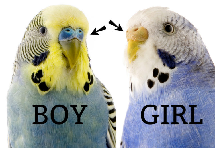 Budgie-boy-and-girl-750x518.jpg