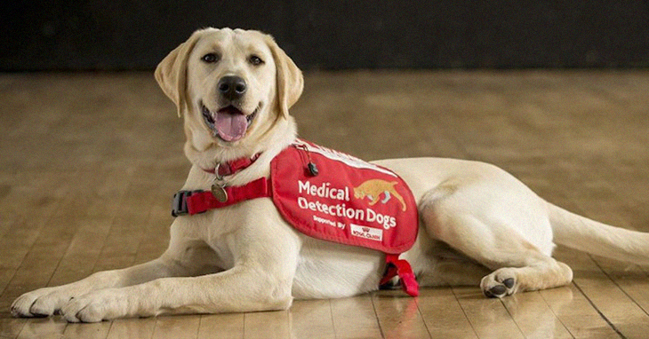 Medical-Detection-Dogs3.jpg