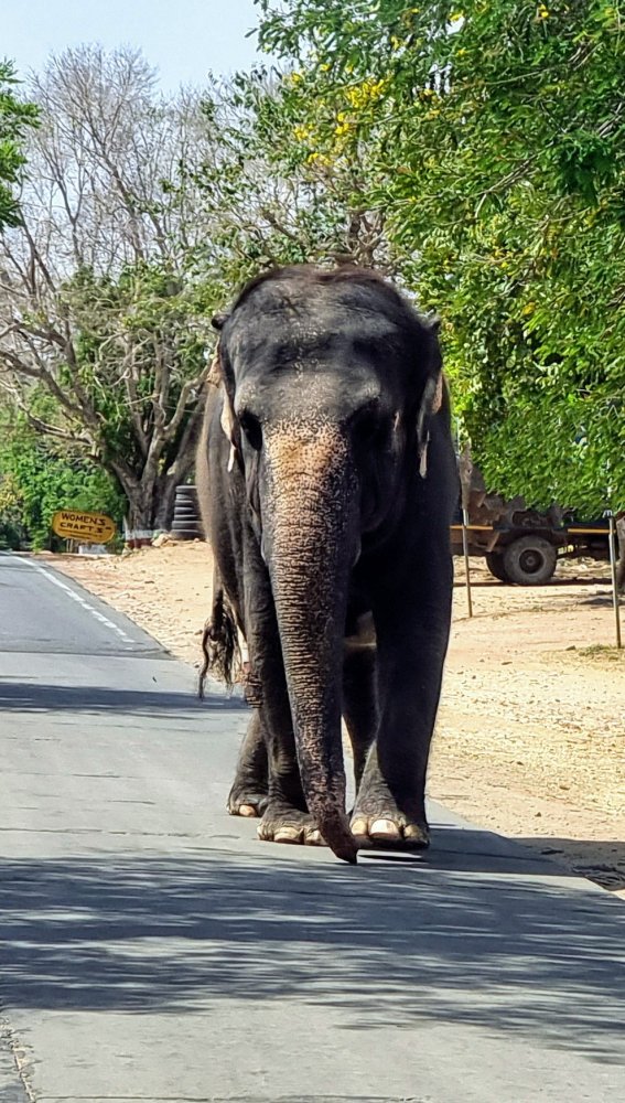 Ranthambore - 1.jpg