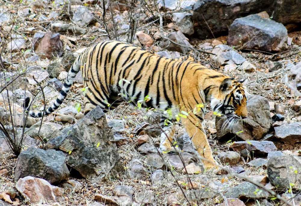 Ranthambore - 4.JPG