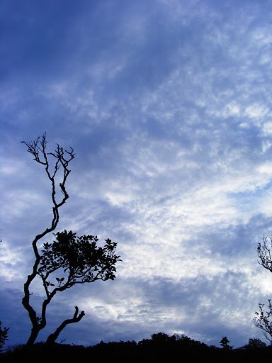 Early Morning at Matheran.jpg