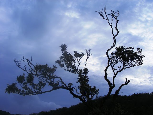 Early Morning at Matheran II.jpg