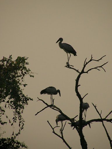 Bharatpur.JPG