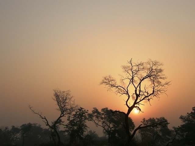 Sunrise at Bharatpur.JPG