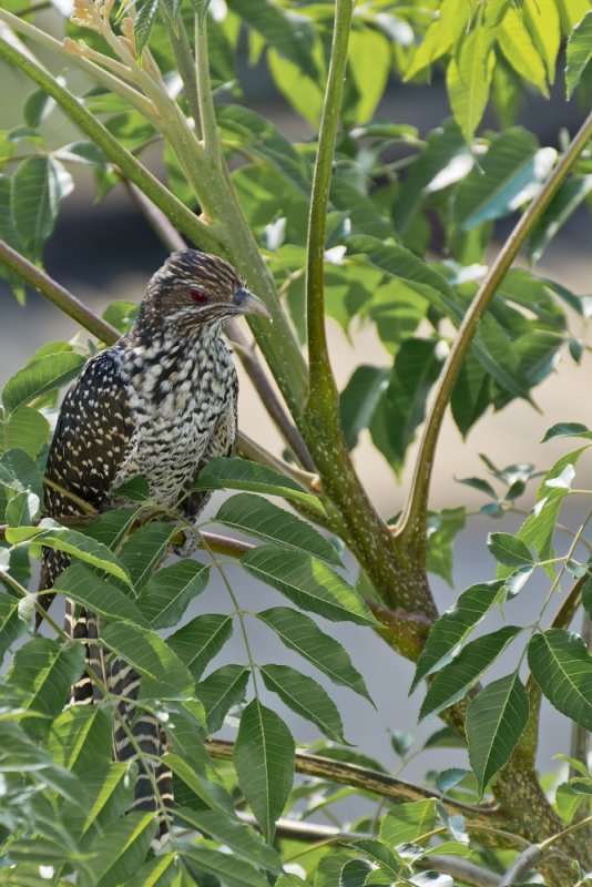 asian koel 03.jpg