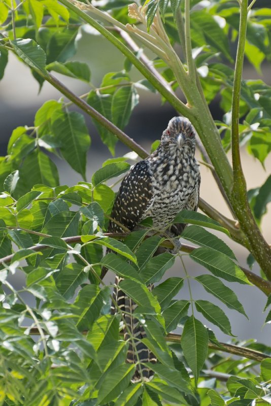 asian koel 01.jpg