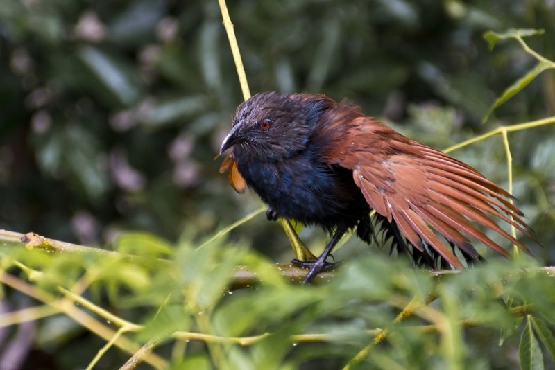 Greater Coucal blr 02.jpg