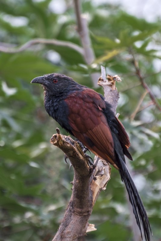 Greater Coucal blr 07.jpg