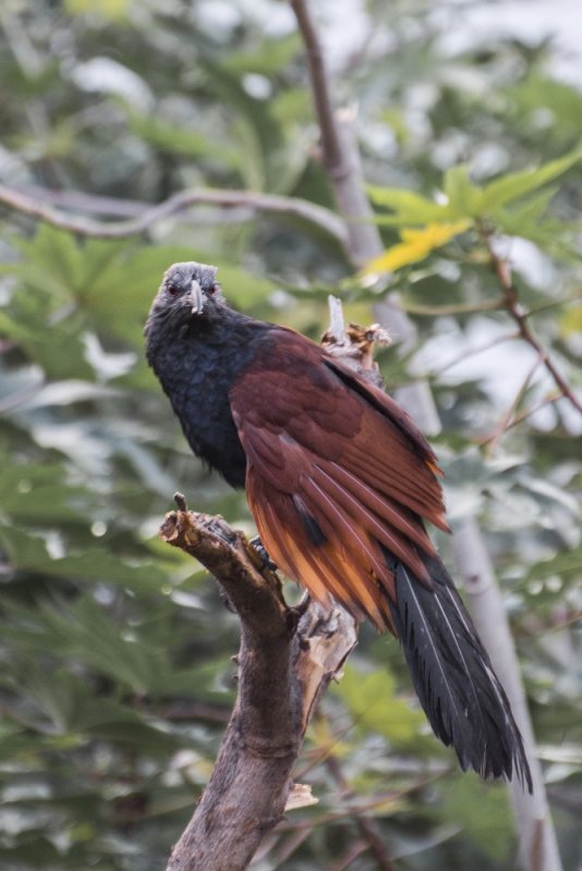 Greater Coucal blr 06.jpg