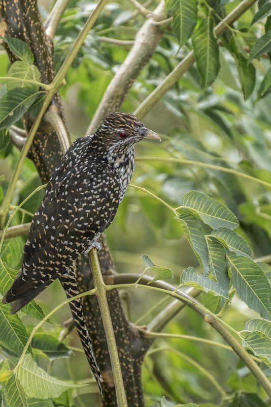 Asian Koel 002.jpg