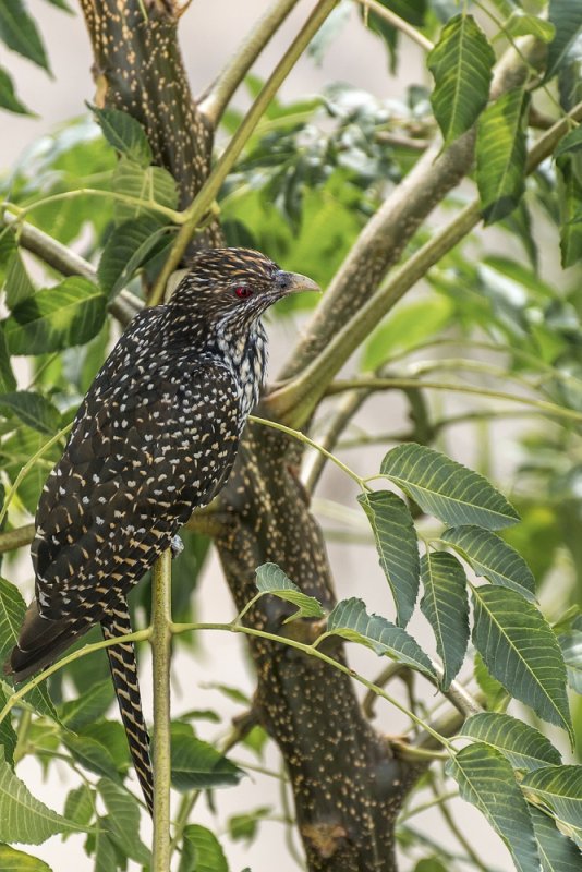 Asian Koel 003.jpg