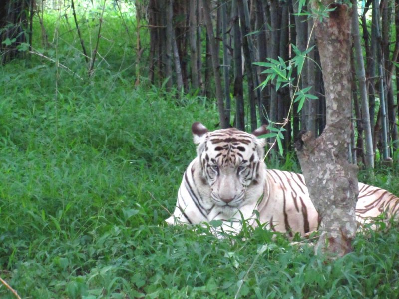 Tiger copy.jpg