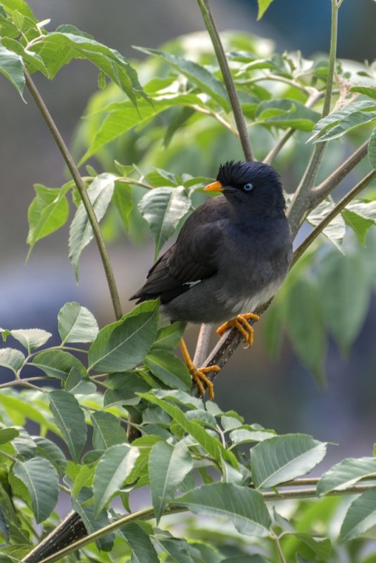 Jungle Myna 01.jpg