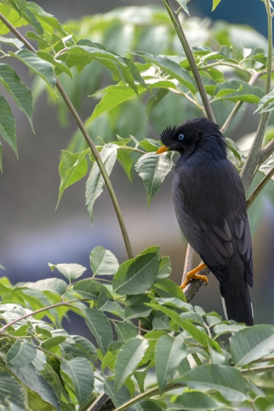 Jungle Myna 02.jpg