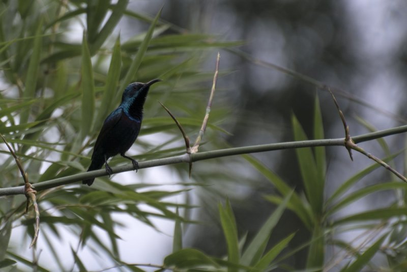 purple sunbird anjetty 01.jpg