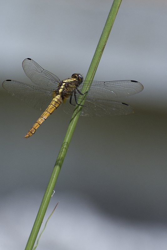 dragonfly kollihills 28.jpg