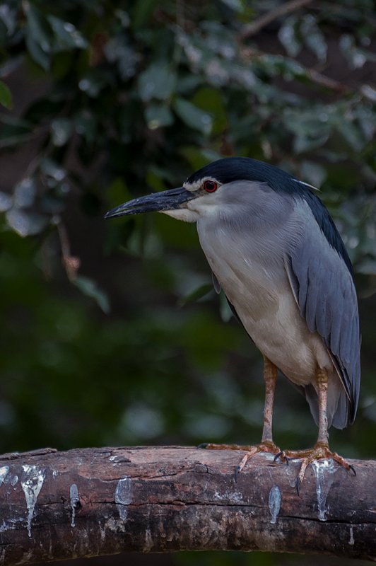 night heron.jpg