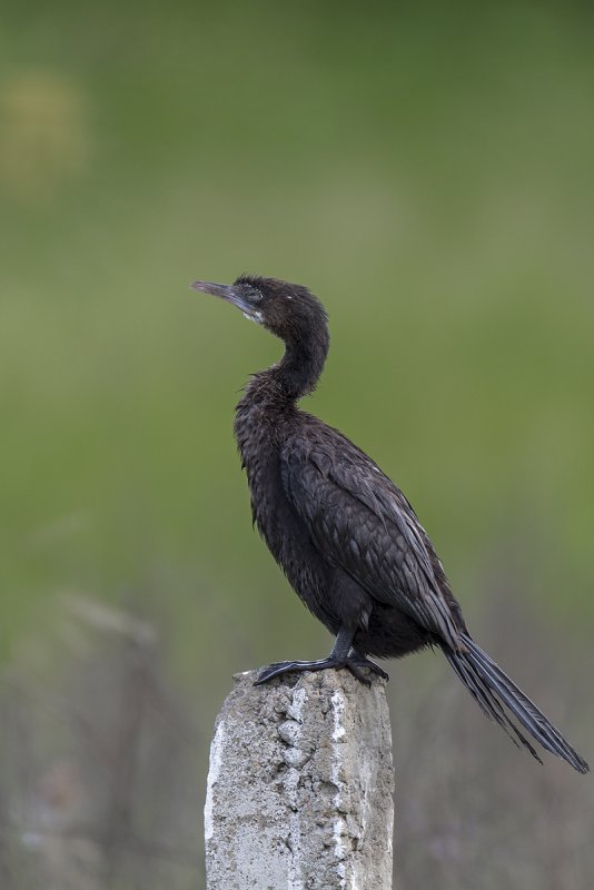 DSC_3176.jpg