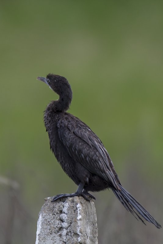 DSC_3185.jpg