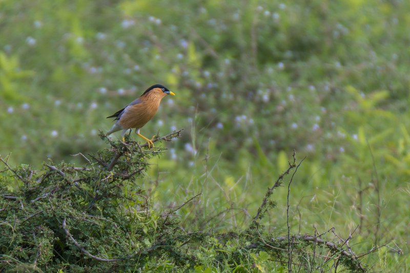 DSC_3343.jpg
