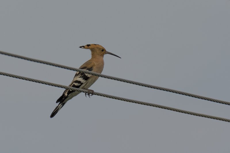 DSC_3658.jpg