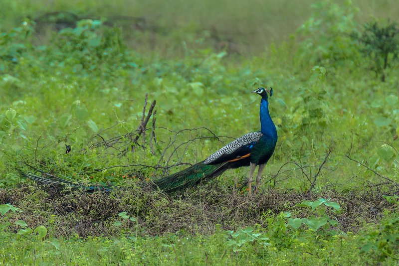 DSC_3560 ls.jpg