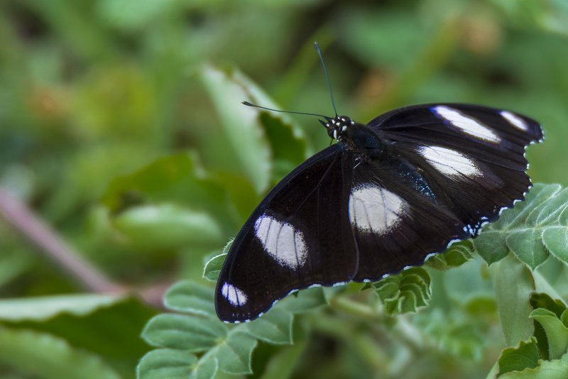 DSC_4493.jpg