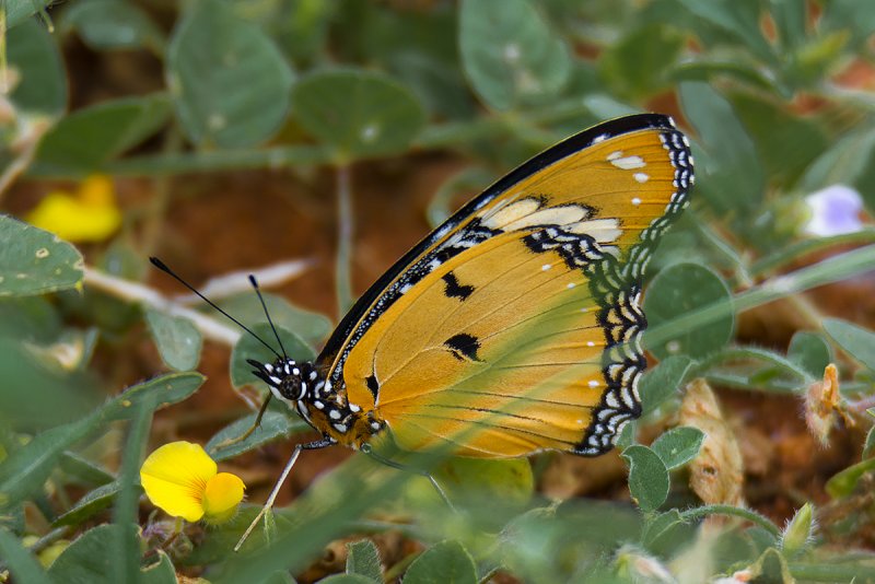 DSC_4456.jpg