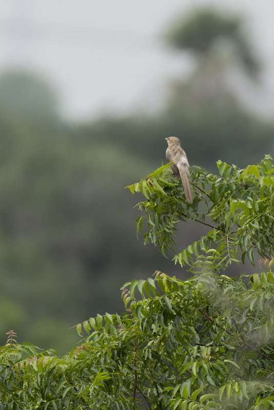 DSC_4438.jpg