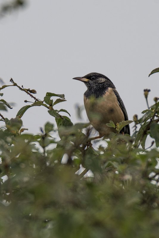 DSC_5146.jpg