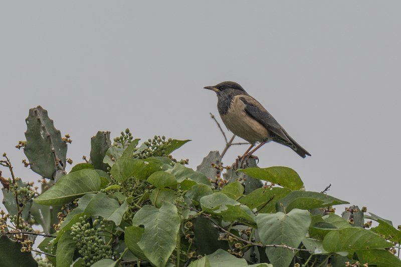 DSC_5164.jpg
