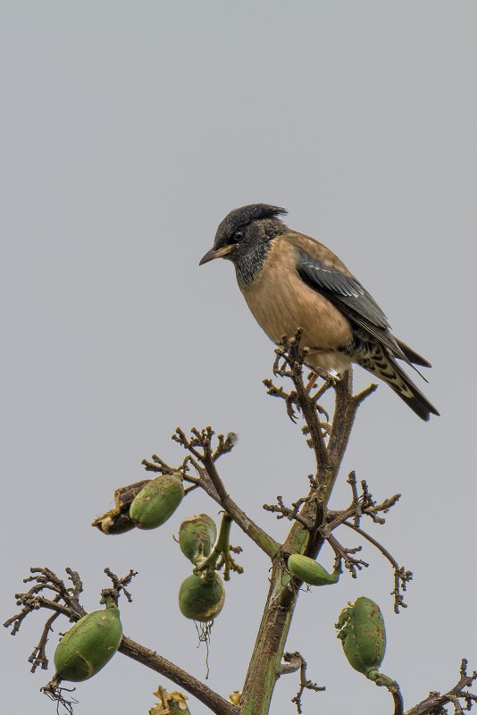 DSC_5377 ls.jpg