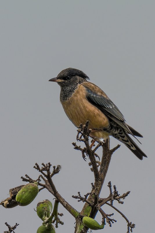 DSC_5380.jpg