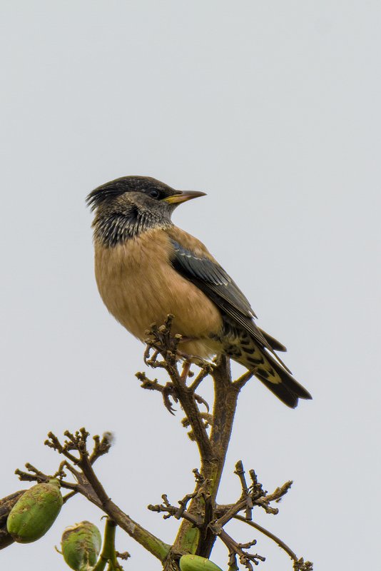 DSC_5395.jpg