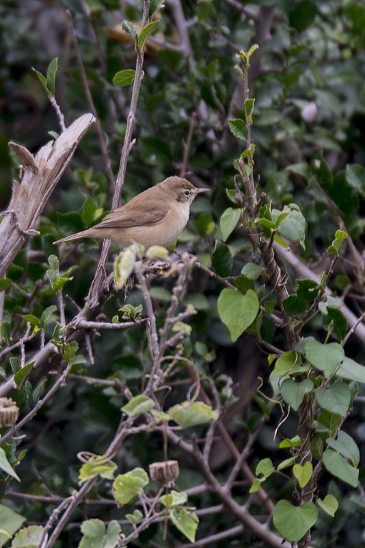 DSC_5454.jpg