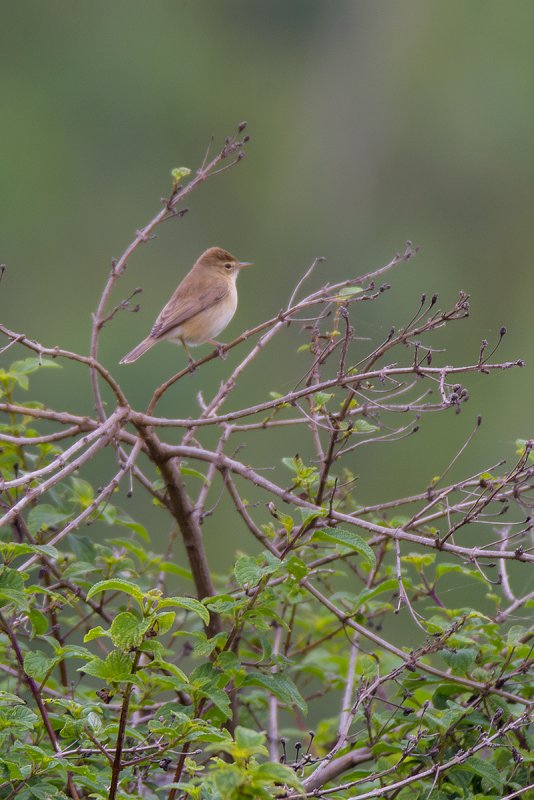 DSC_5723.jpg