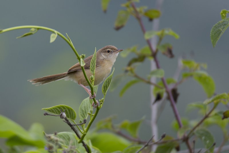 DSC_5603.jpg