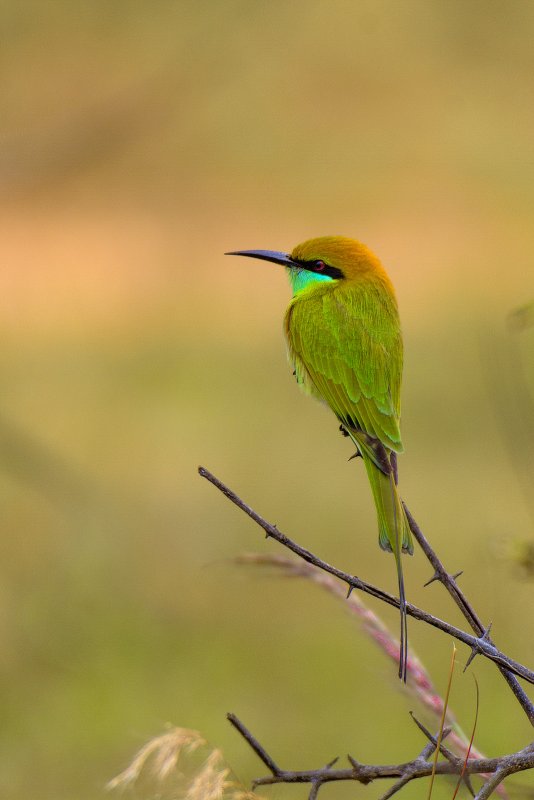 DSC_5713 ls.jpg