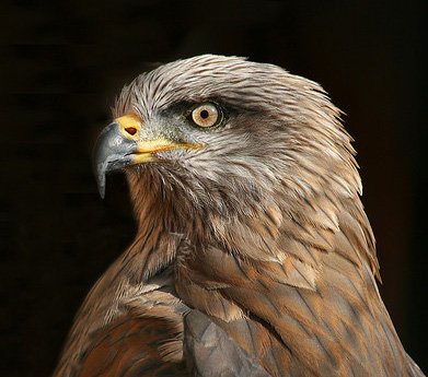 BlackKite.jpg