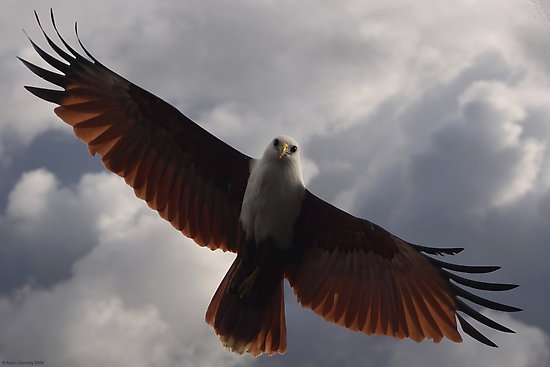 Brahminy-Kite-Eagle-Tours_2.jpg