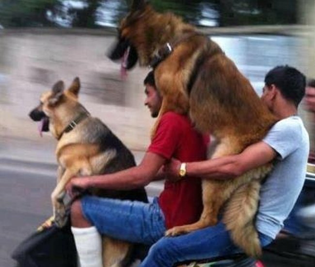 dog bike.jpg