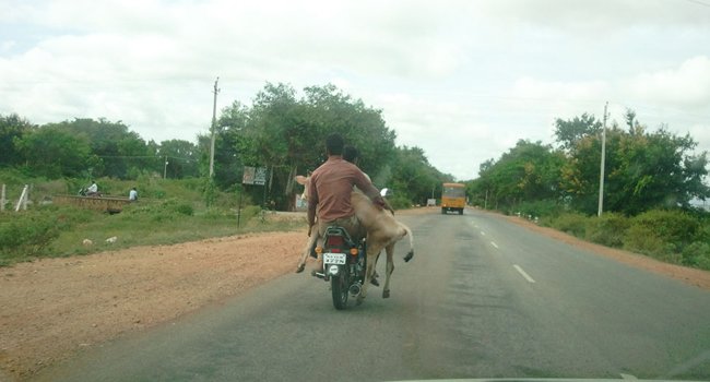 cow bike.jpg