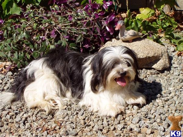 michelle2018_michelle2018_lhasa-apso-a2011918173812.jpg