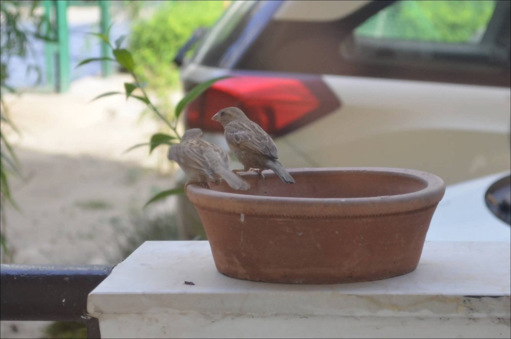 House-Sparrow-Feeding.JPG