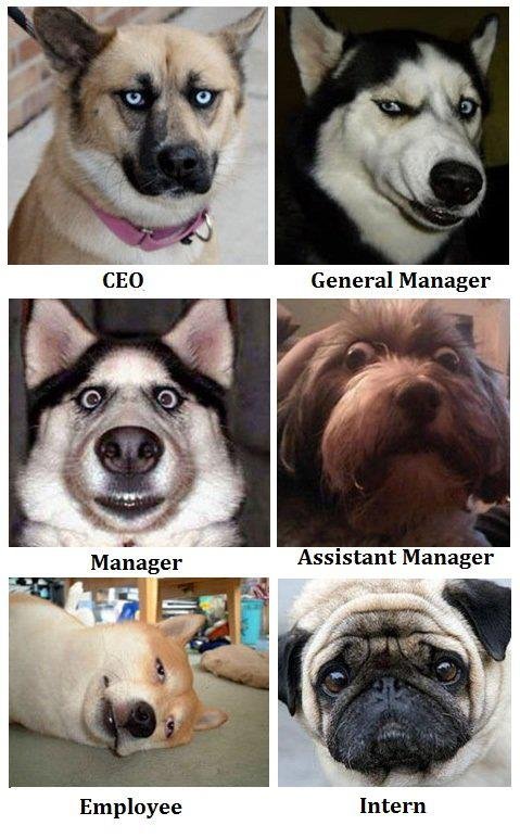 office dogs.jpg