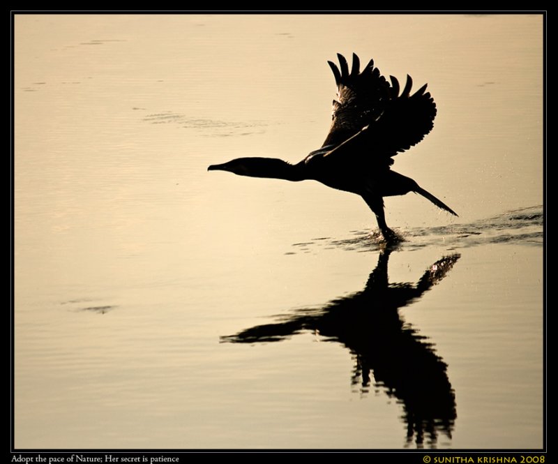 Indian Cormorant.jpg