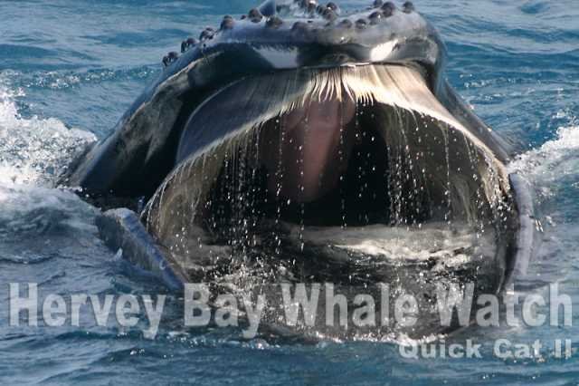 baleen1.jpg