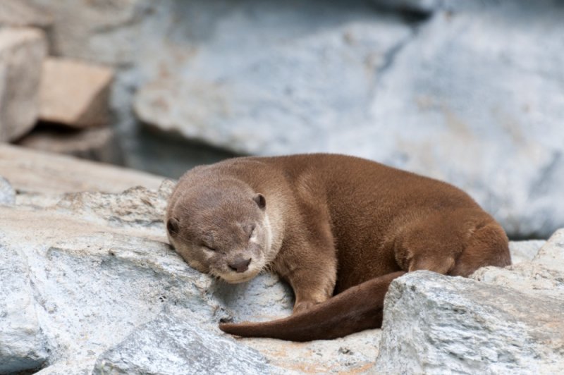 otter_01.jpg