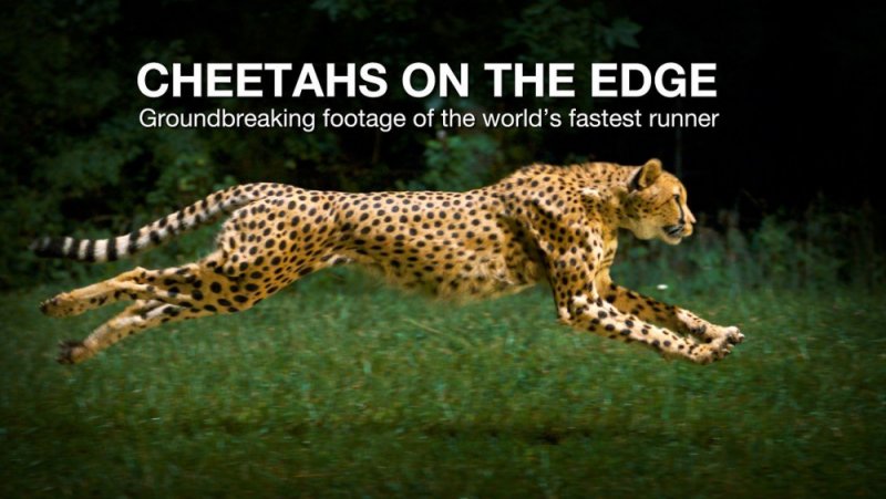 national-geographic-phantom-footage-of-slow-motion-cheetah-photography1.jpg